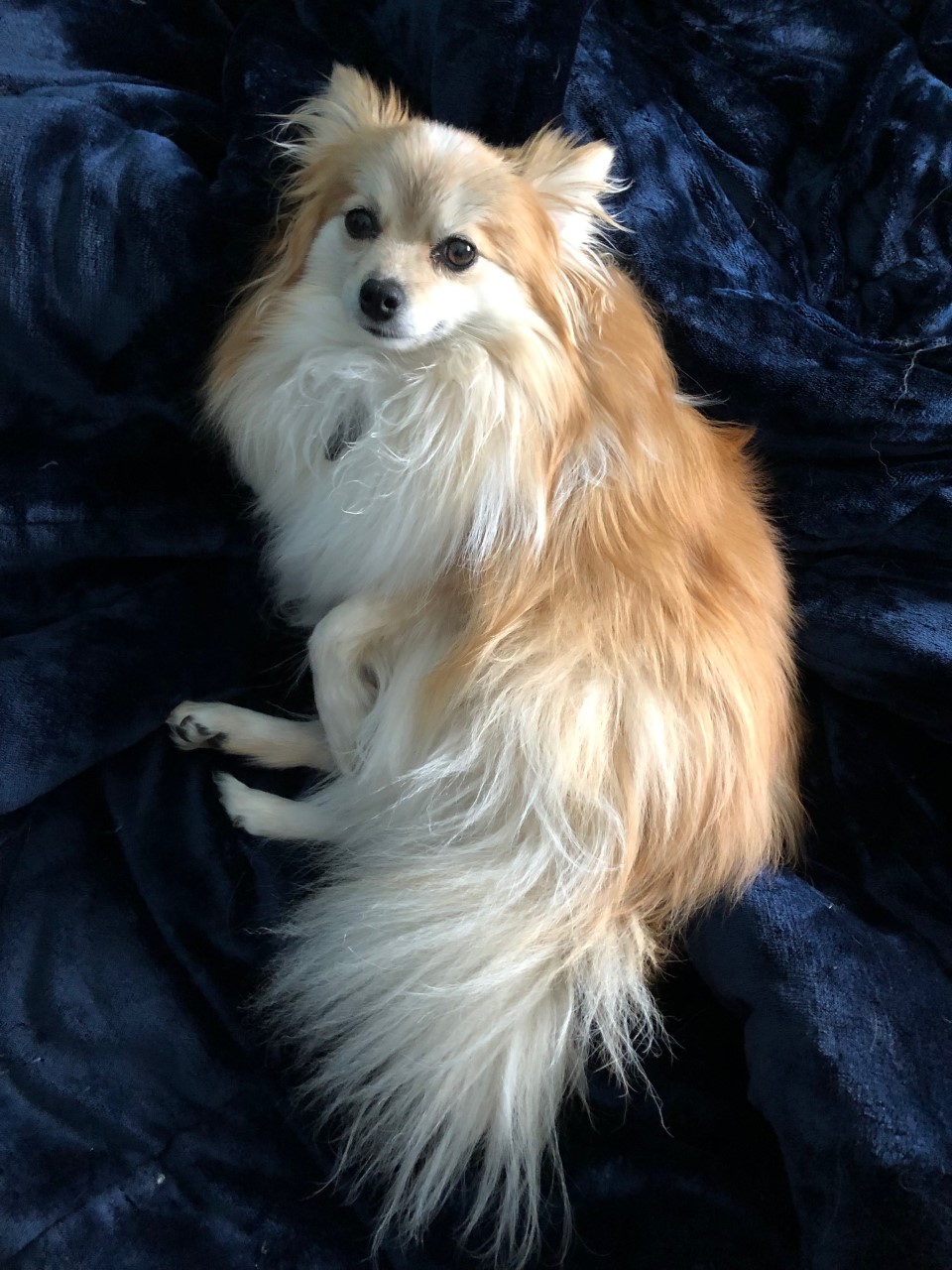 A gold and white Pomeranian laying on a blue blanket.